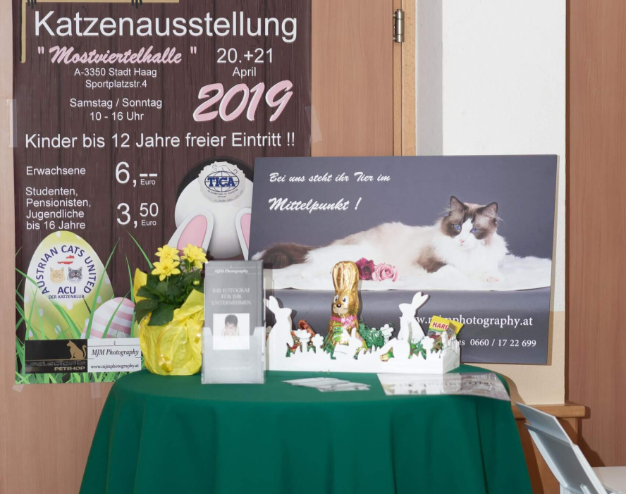 Ein Tisch mit Dekorationen für die Katzenausstellung in Österreich, Plakate und Informationen.