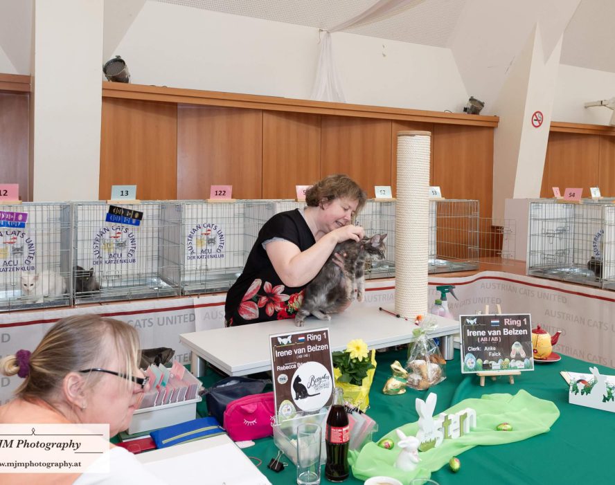 Katzenausstellung bei Austrian Cats United mit Züchterin und Teilnehmern am Tisch.