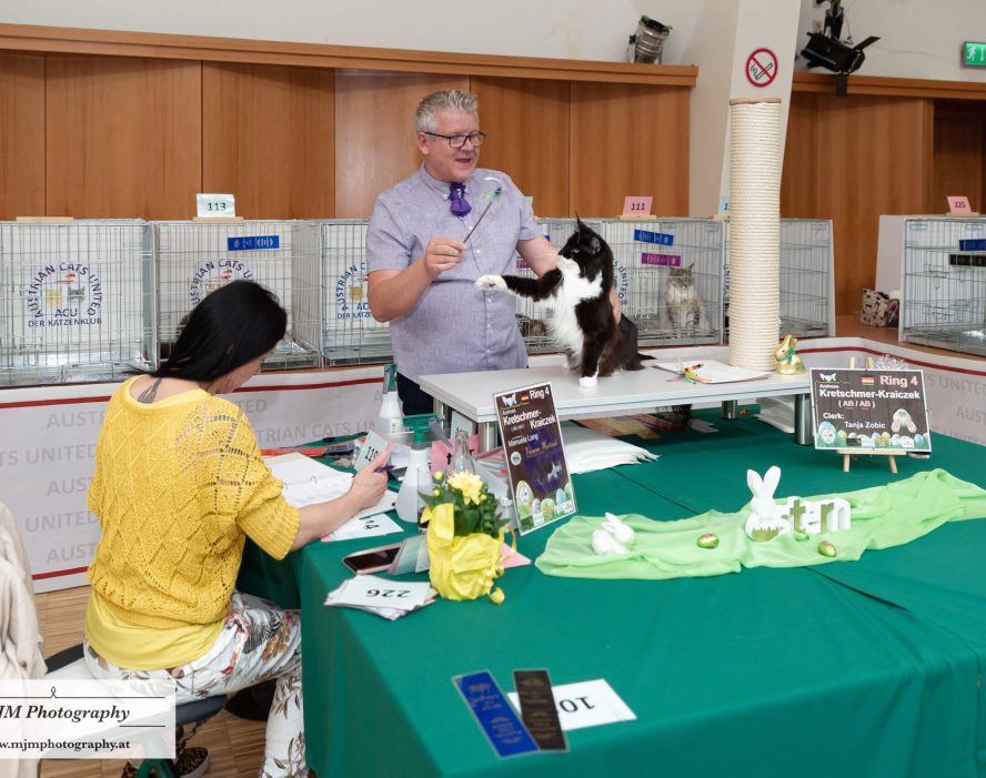 Katzenausstellung mit Teilnehmern und Bewertungsstation in Österreich.