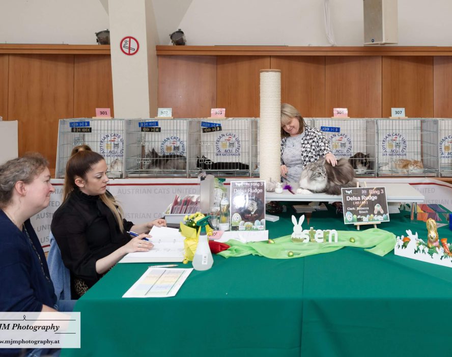 Katzenfreunde bei der Ausstellung, Züchter beraten und Kätzchen präsentieren.