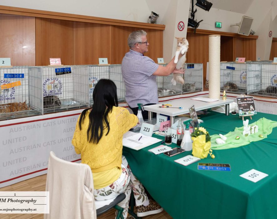 Katzen Ausstellung bei Austrian Cats United mit Züchter und Teilnehmerin am Tisch.