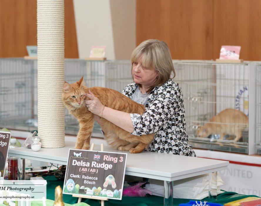 Katzenliebhaberin prüft eine orangefarbene Katze auf einer Katzenausstellung.