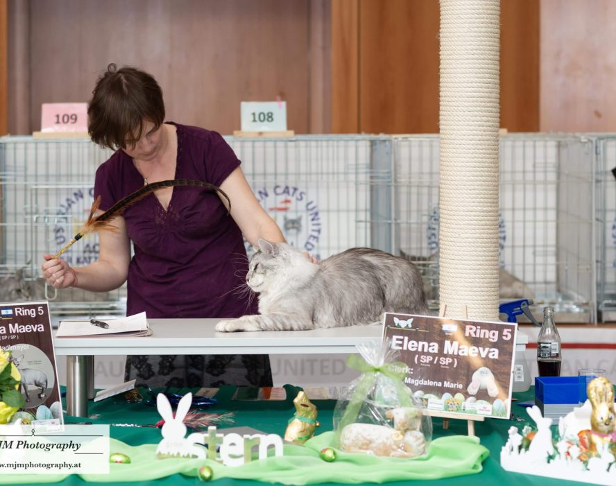 Katzenausstellung: Richterin mit Spielzeug unterhalb einer grauen Katze auf Tisch.