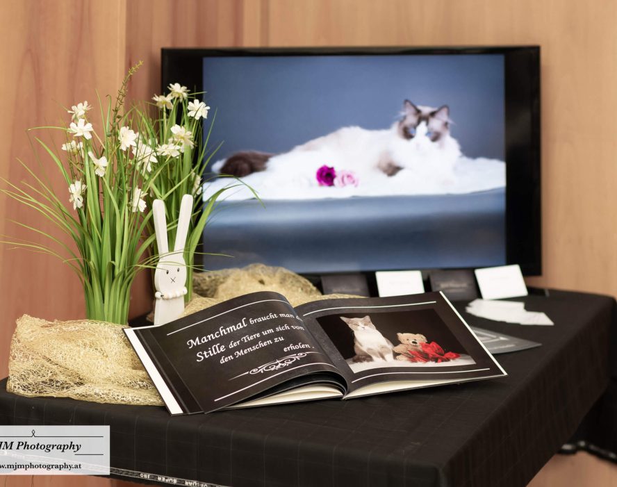 Dekorativer Tisch mit Fotobuch über Katzen, Pflanze und Bildschirm mit Katzenbild.