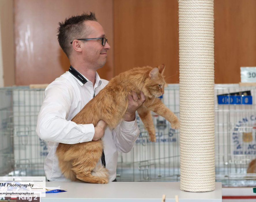 Katzenliebhaber mit oranger Katze auf einer Katzenausstellung, im Hintergrund Käfige und Spielzeug.