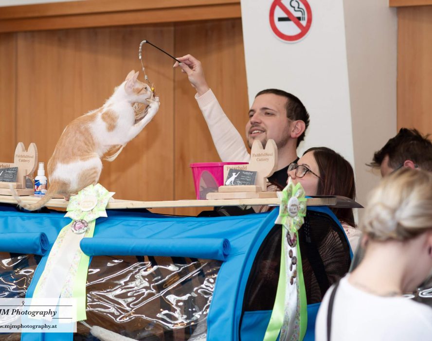 Katzenfan zeigt seiner Katze Spielzeug auf einer Katzenausstellung in Österreich.