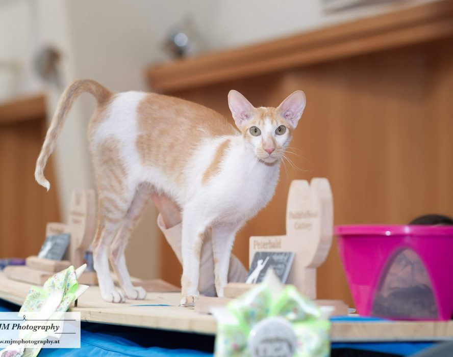 Eine elegante Katze auf einer Ausstellungstheke in einem festlichen Ambiente.