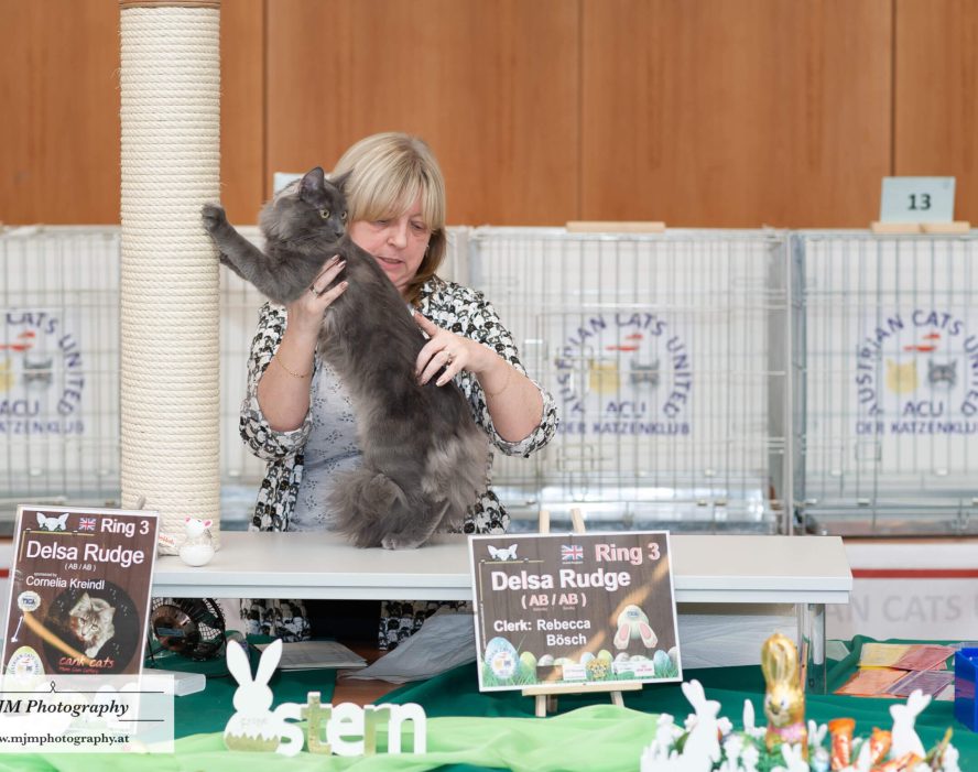Eine Frau präsentiert eine graue Katze an einem Ausstellungstisch der Austrian Cats United.
