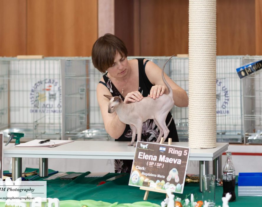 Ein Züchter prüft eine Sphynx-Katze während einer Katzenausstellung in Österreich.