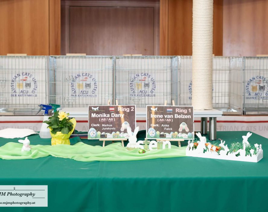 Dekorierter Tisch mit Schildern für Katzenausstellung, Spielzeug und grünem Tuch.
