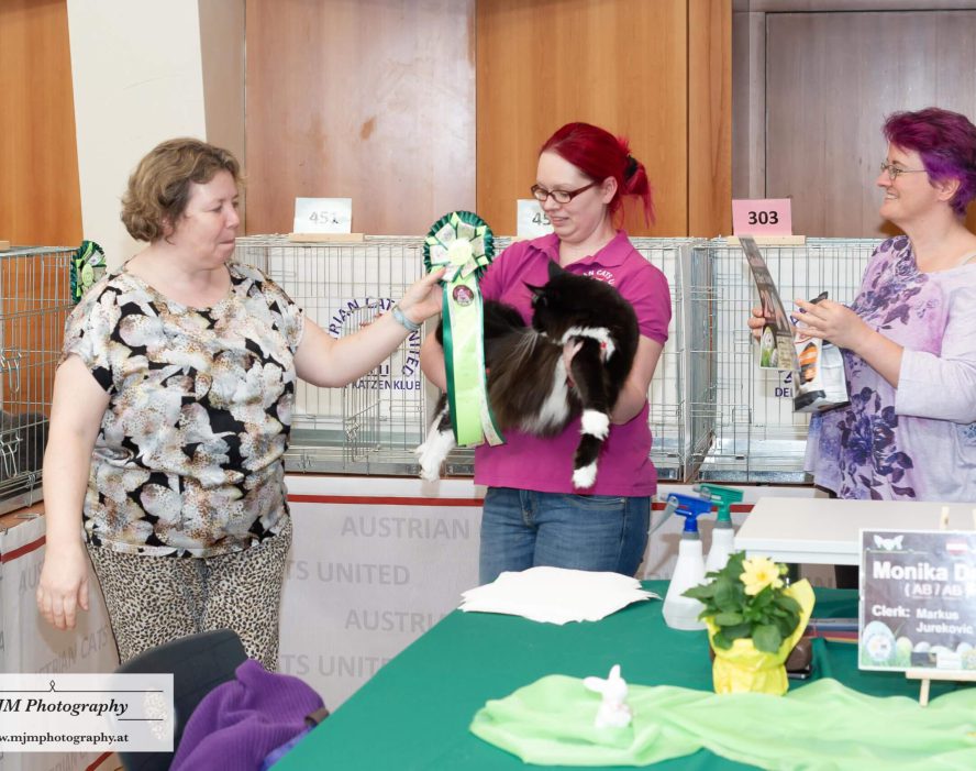 Drei Frauen während einer Katzenausstellung mit einer Katze und Siegerbändern im Hintergrund.
