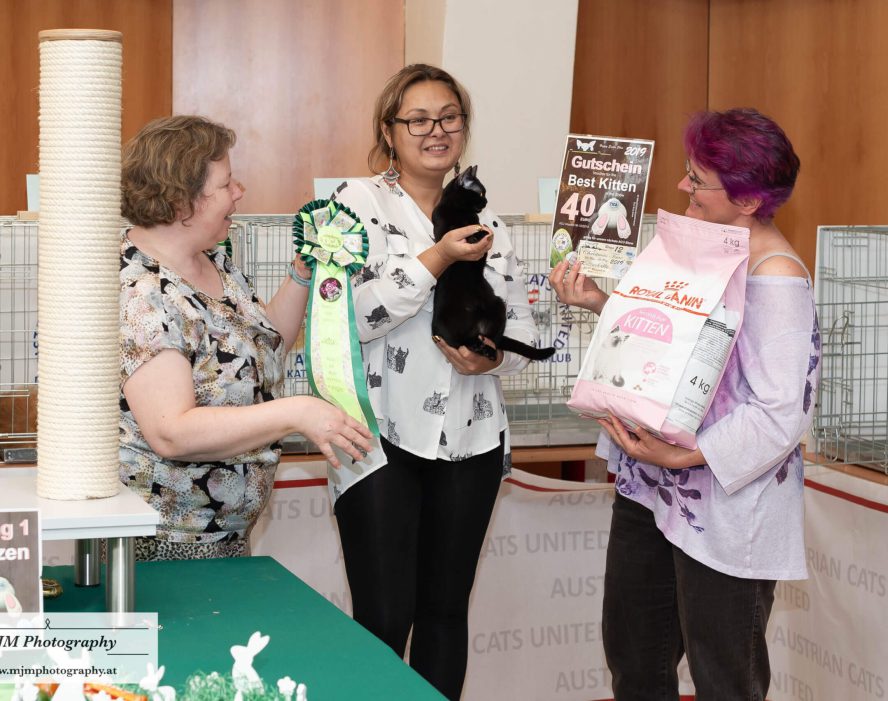 Katzenliebhaber feiern bei der Veranstaltung von Austrian Cats United mit Ausdrucks-Preisen und Kätzchen.