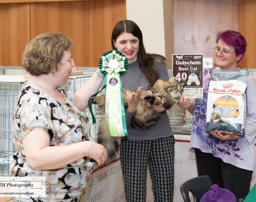 Drei Frauen feiern mit einer Katze, einem Preis und Futterpaket auf einer Katzenausstellung.