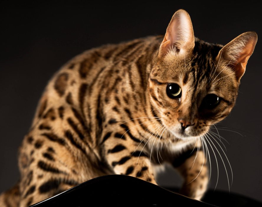 Bengalkatze mit auffälligem Fellmuster auf schwarzem Hintergrund. Ideal für Katzenausstellungen.