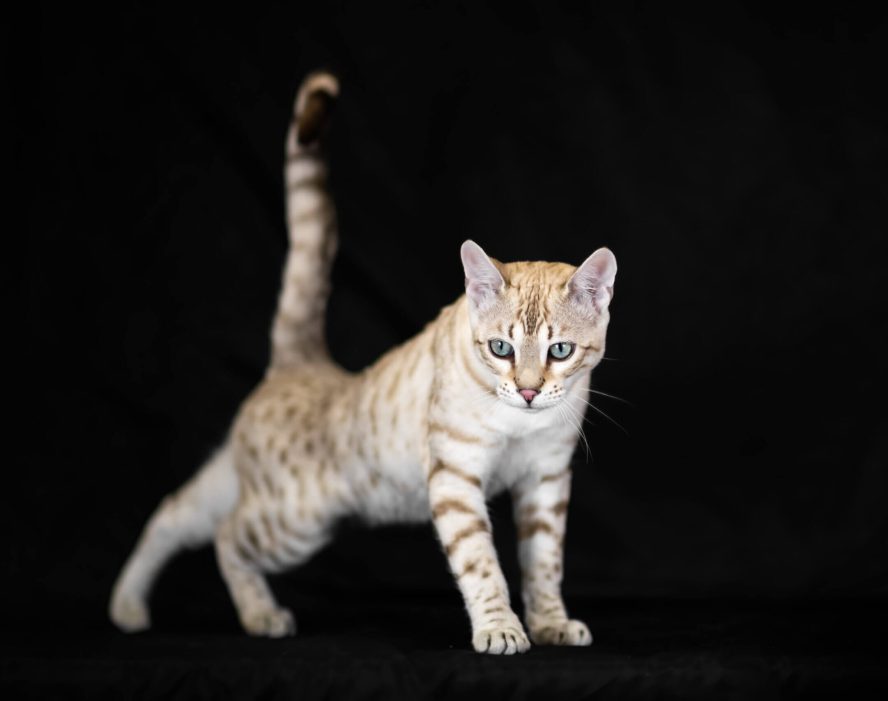 Schildpattkatze auf schwarzem Hintergrund, perfekt für Zucht und Katzenausstellungen.