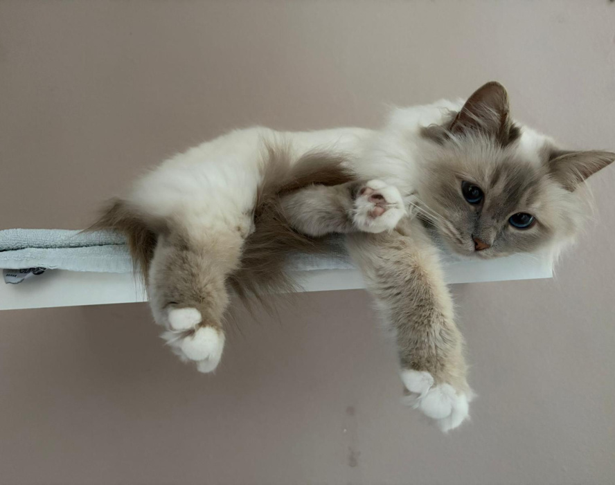 Langhaarige Katze mit blauen Augen liegt entspannt auf einem Wandregal