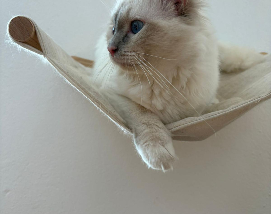 Junge, langhaarige Katze mit blauen Augen liegt entspannt in einer hängenden Katzenliege an der Wand