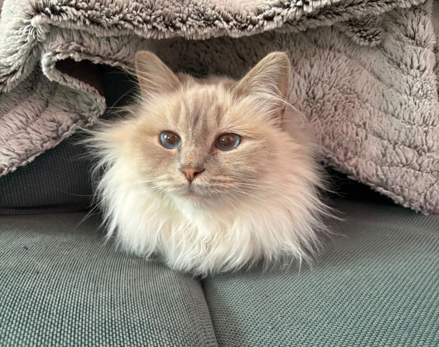 Langhaarige Katze mit blauen Augen liegt auf einem Sofa unter einer flauschigen Decke
