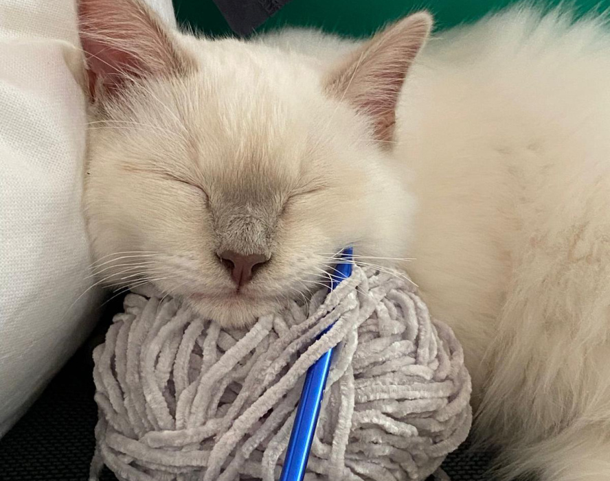 Schlafende weiße Katze liegt mit dem Kopf auf einem Wollknäuel, daneben eine blaue Häkelnadel