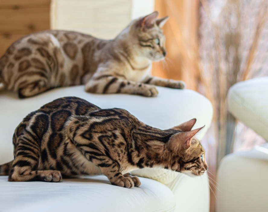 Zwei getupfte Bengalkatzen auf weißen Ledersesseln in hellem Wohnraum