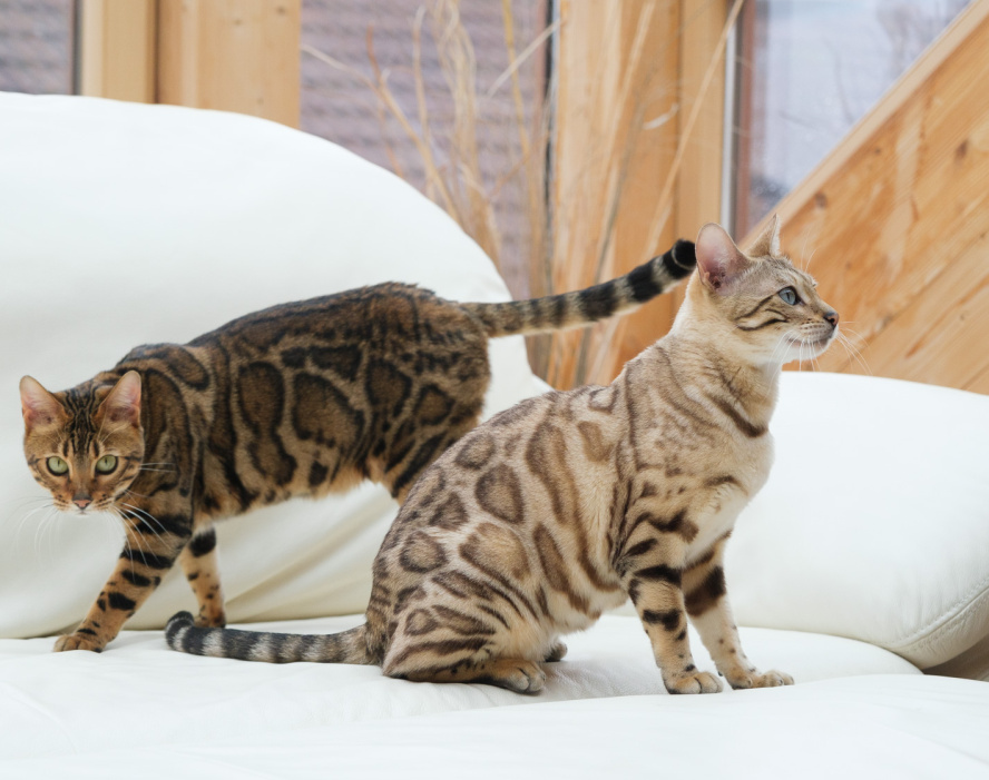 Zwei Bengalkatzen auf weißem Sofa in einem hellen Wohnraum